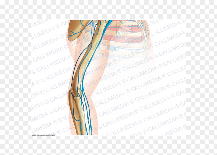 Arm Thumb Elbow Anatomy Vein PNG