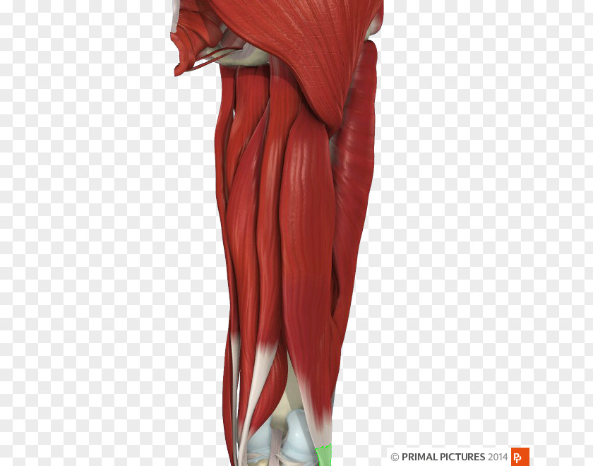 Biceps Shoulder Muscle Journal Of Orthopaedic & Sports Physical Therapy Manual PNG