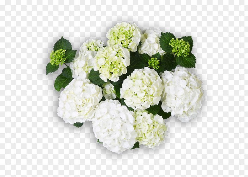 Flower Hydrangea Cut Flowers Floral Design White PNG