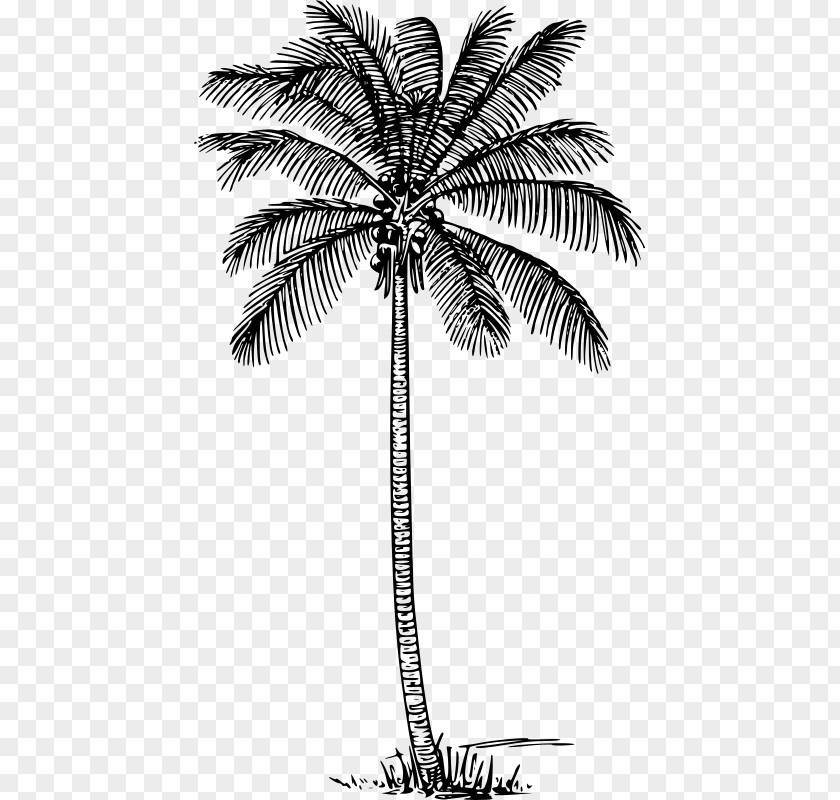 Style Vascular Plant Coconut Tree Drawing PNG