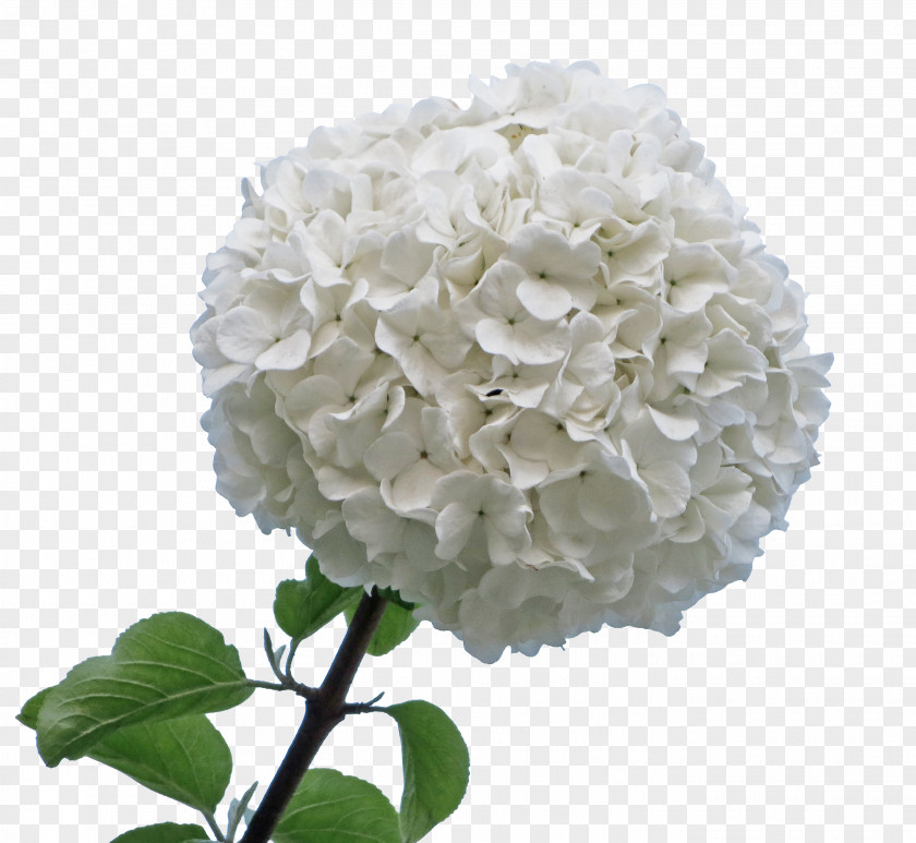 A Wooden White Hydrangea PNG wooden white hydrangea clipart PNG