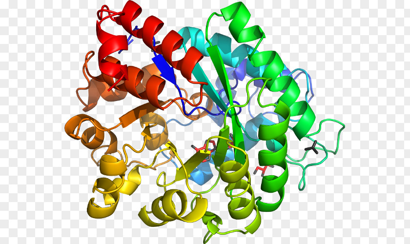 Adenosine Deaminase Zalpha Domain Organism Clip Art PNG