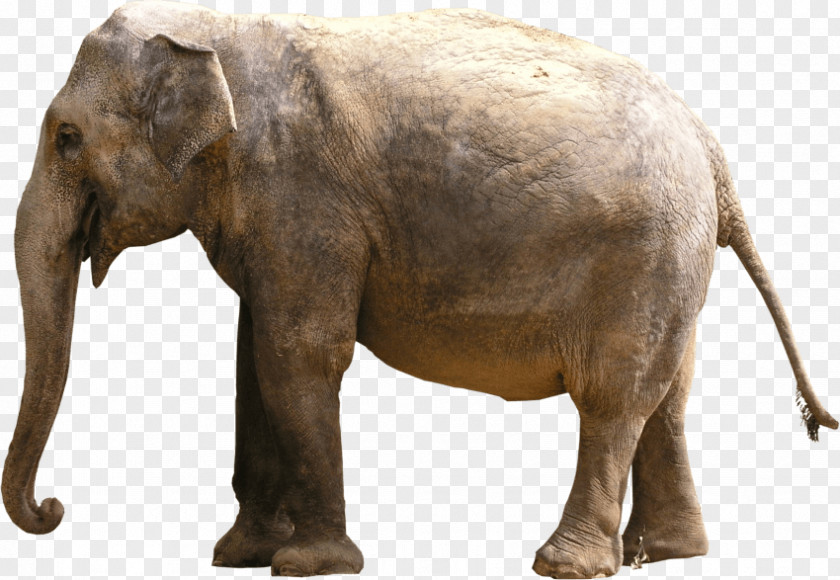 Grey Elephant Elephantidae Indian Clip Art PNG