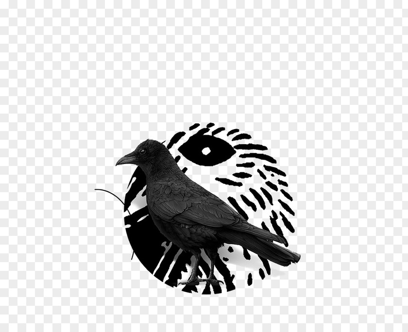 Creative Black Crow Crows PNG