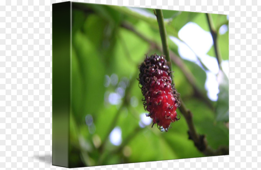 Abstract Fruit Red Mulberry Loganberry Boysenberry Tayberry Imagekind PNG