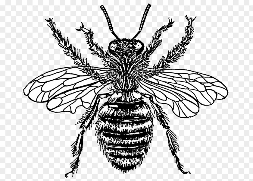 Bee Western Honey Drawing Clip Art PNG