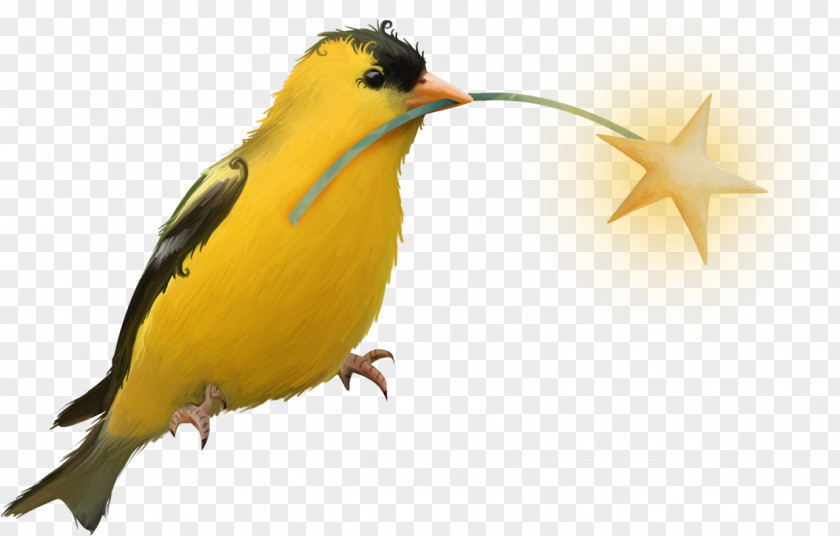 Bird Beak Yellow Clip Art PNG