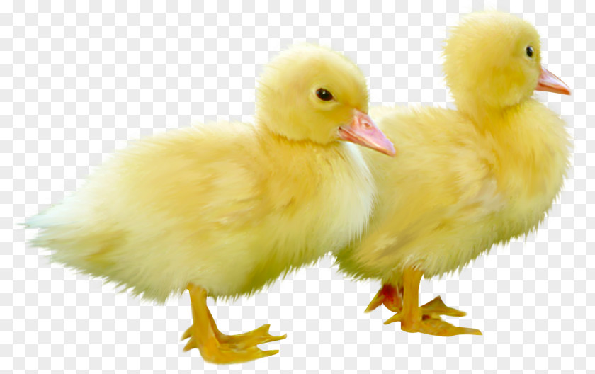 DUCK Little Yellow Duck Project Duckling Mallard Bird PNG