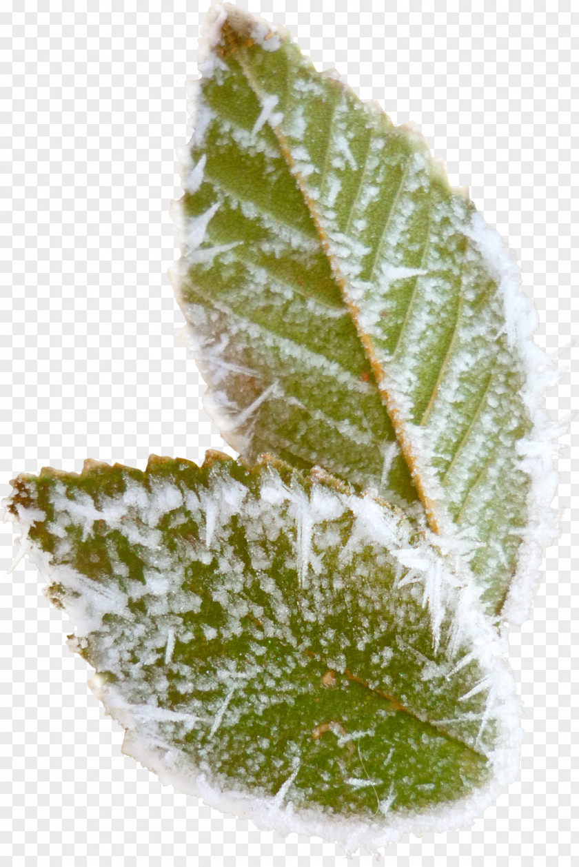 Frost Snow Leaf PNG
