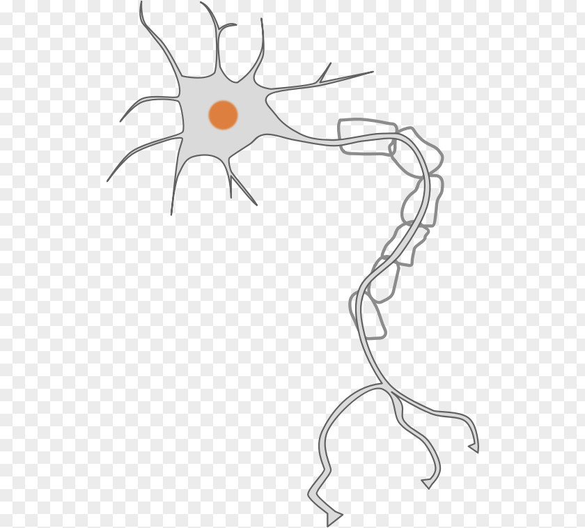 Neuron Cliparts Nervous System Axon Clip Art PNG