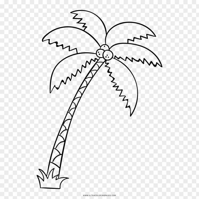 Palm Trees Really Big Coloring Books Drawing Arecaceae PNG