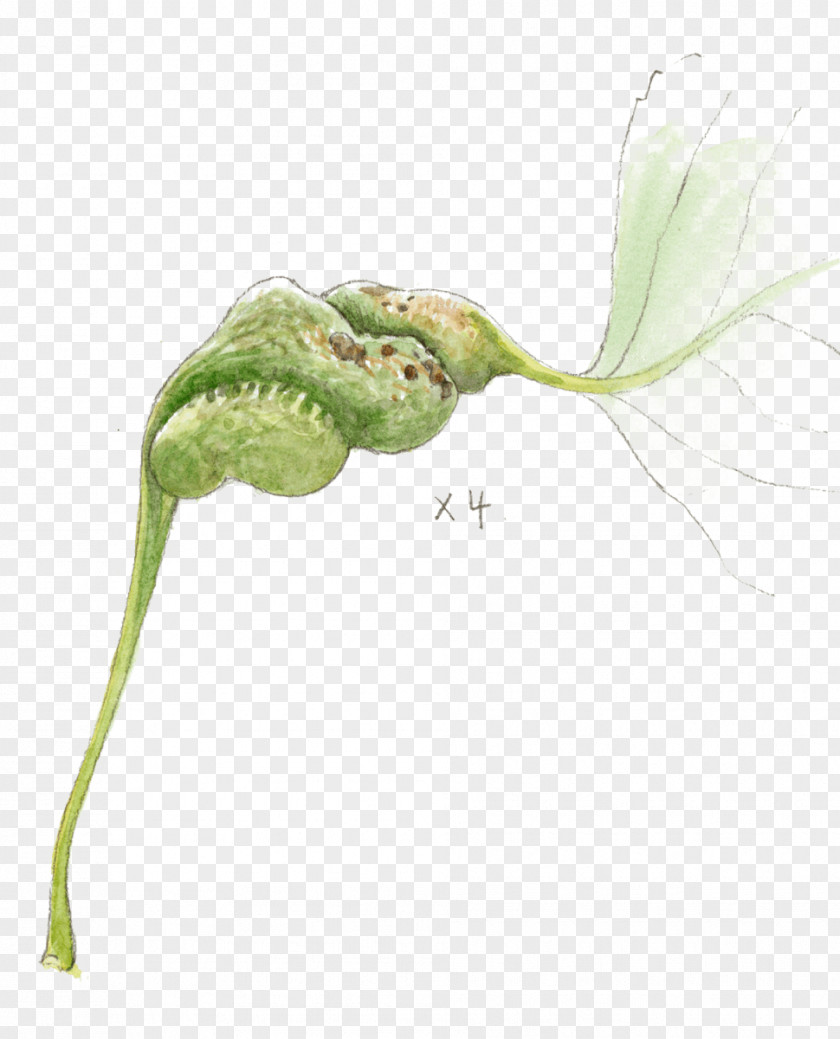 Petiole Leaf Gall Bud Plant Stem PNG