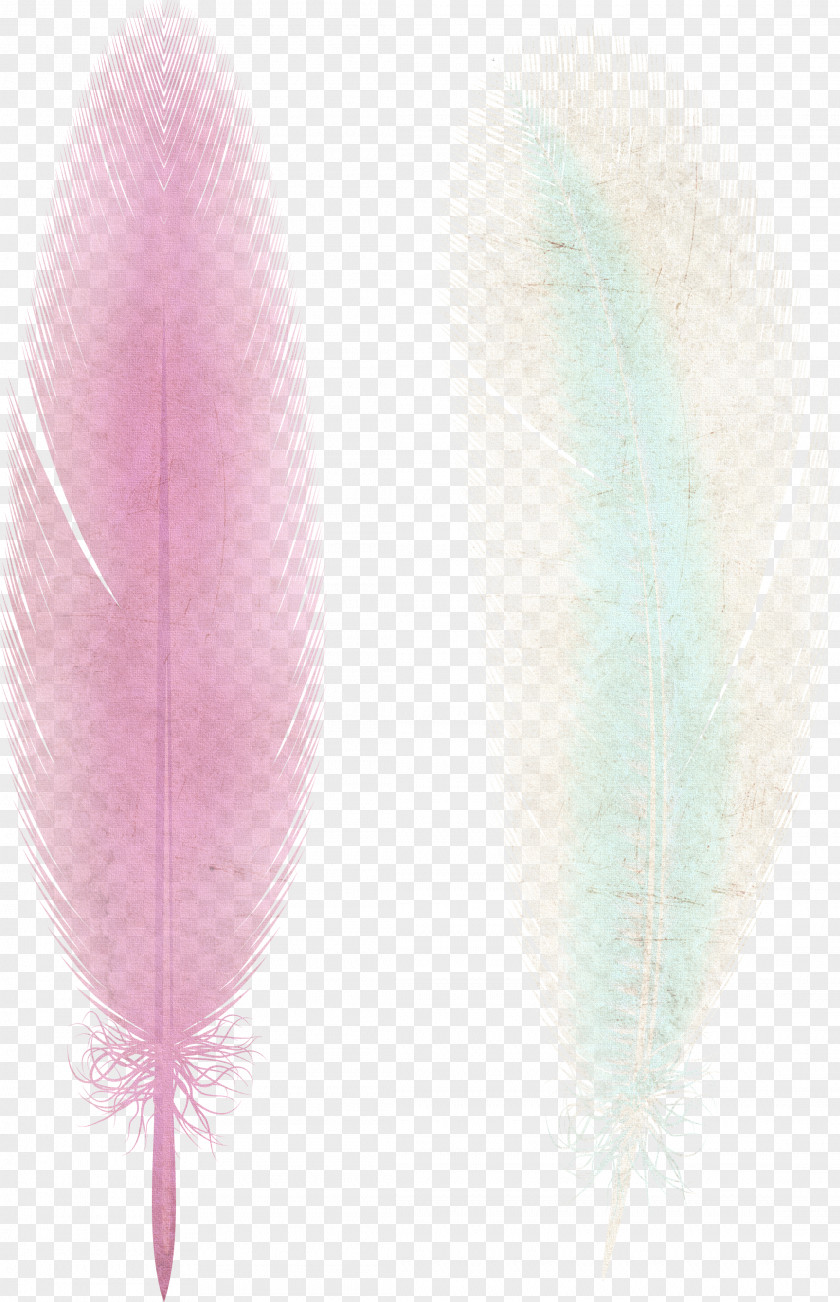 Pink Feather Ribbon PNG