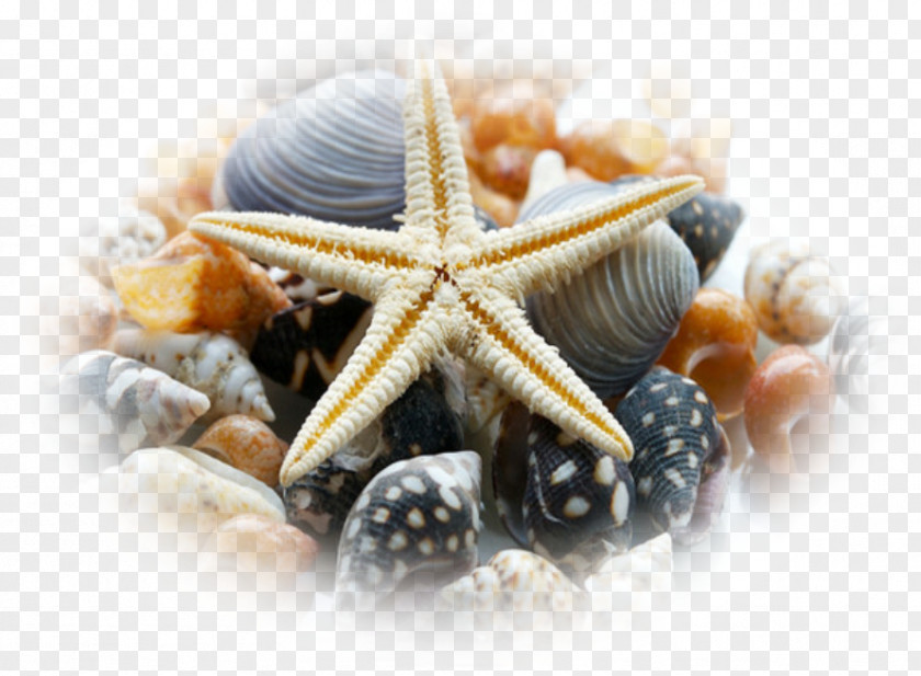 Seashell Sea Urchin Mollusc Shell Make It To The Top PNG