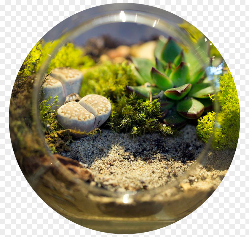 August VivariumTerrarium Micro Ecosystem (Terrarium) Workshop Women's Winter New Moon Circle PNG