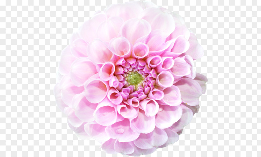 Flowers Board Cut Floristry Petal PNG