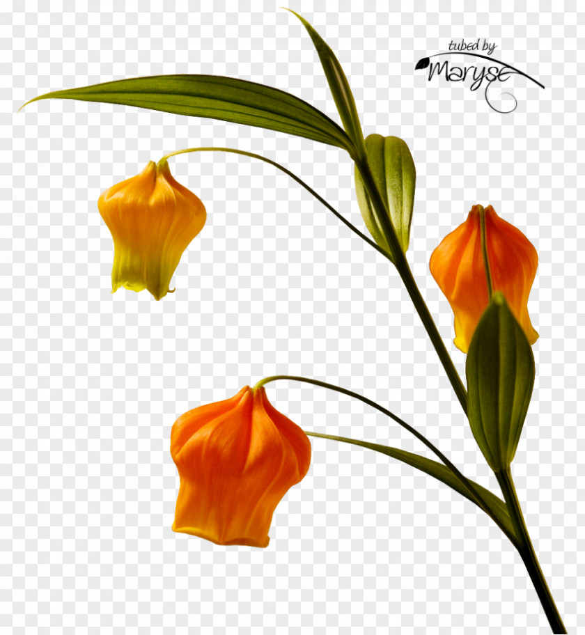 Lampion Flower Clip Art PNG