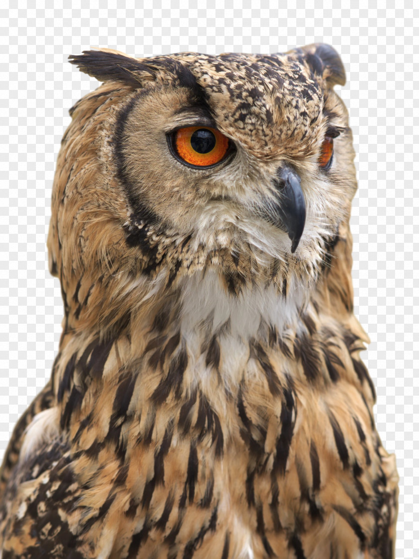 Owl Stock Photography Illustration Drawing PNG