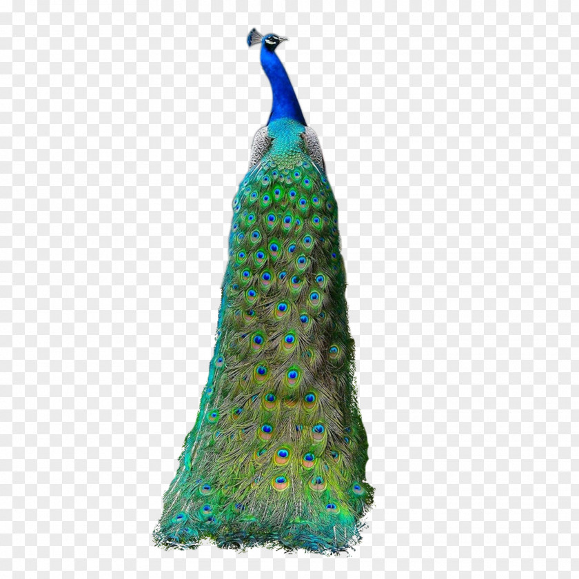 Peacock Asiatic Peafowl Feather PNG