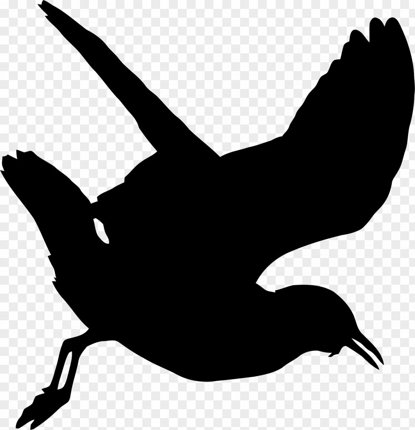 Seagull Gulls Silhouette Clip Art PNG