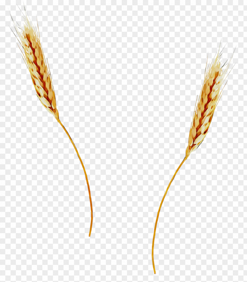 Emmer Einkorn Wheat Cereal Germ Grain PNG