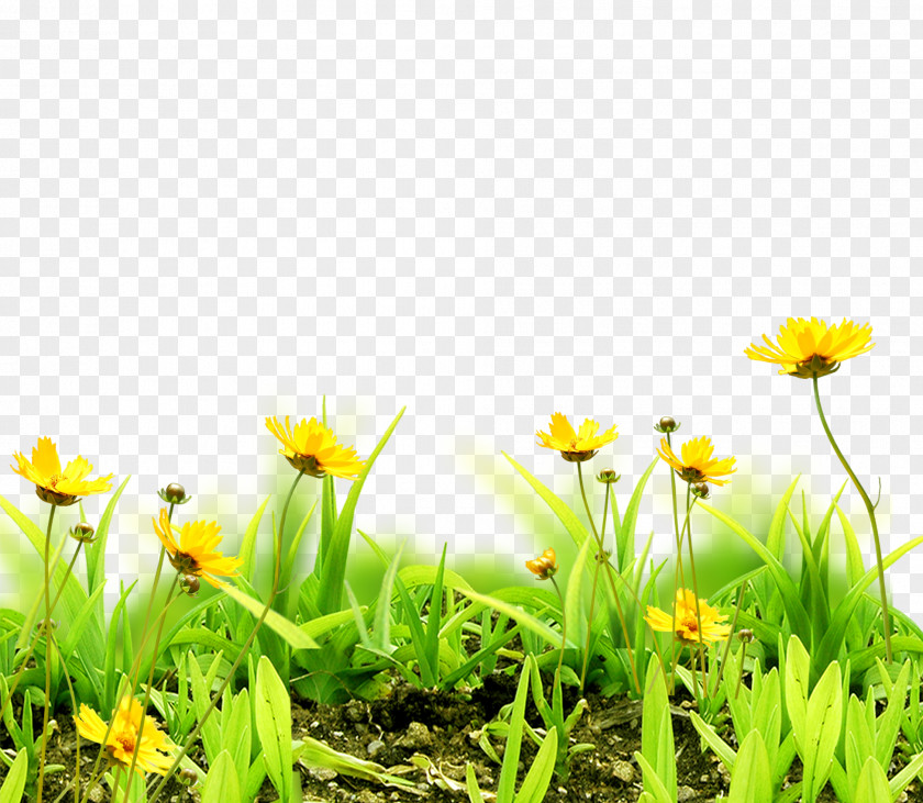 Floral Background Meadow Flower Sky Grass PNG