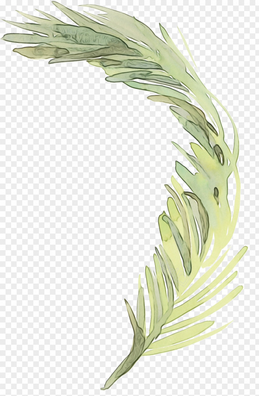 Grass Family Leaf Feather PNG