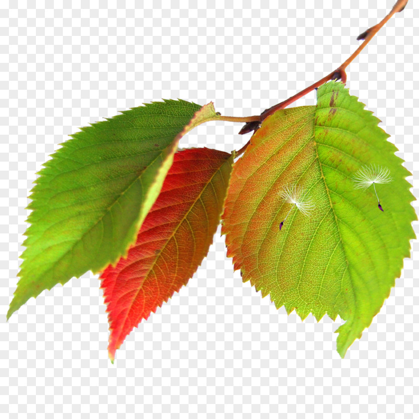 Green Leaves Maple Leaf Autumn PNG
