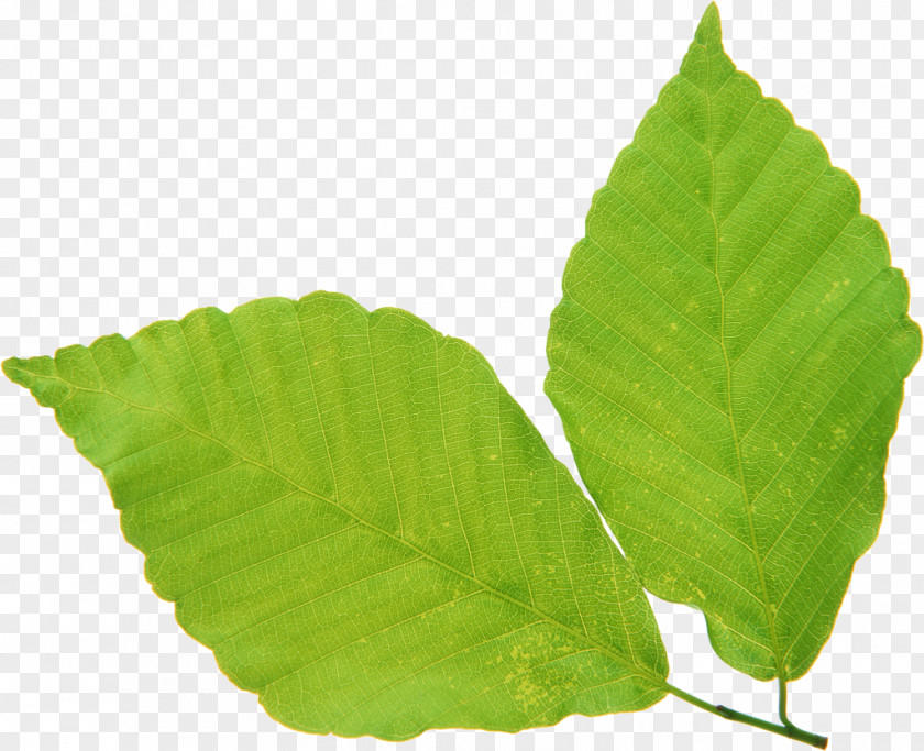 Leaf Green Vascular Bundle PNG