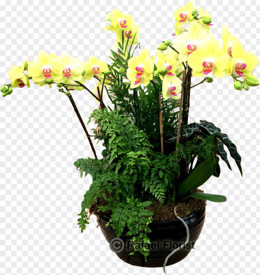 Moth Orchids Flowerpot Houseplant Cut Flowers PNG