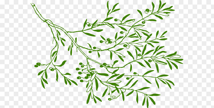 Olive Branch Clip Art PNG