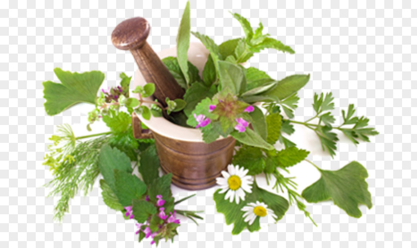 Plant Ayurveda Herbs Medicinal Plants Medicine The Herbalist PNG