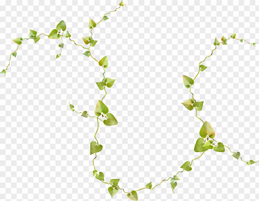 Plants Vine Honeysuckle Drawing Leaf PNG