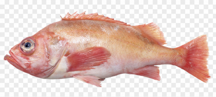 Redfish Northern Red Snapper Rose Fish Products Oily PNG
