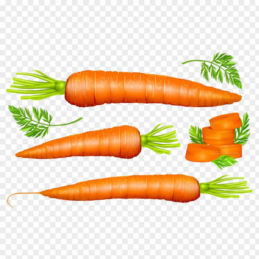 Vector Carrot Vegetable Euclidean PNG