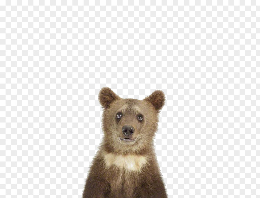 Brown Bear Animal Print Shopping Child Photography Infant PNG
