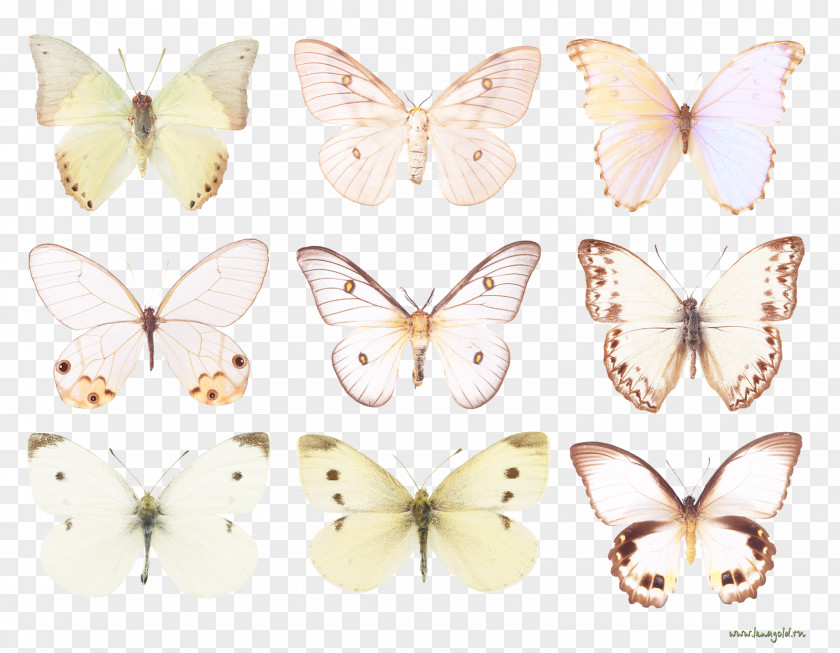 Butterfly Brush-footed Butterflies Pieridae Silkworm And Moths PNG