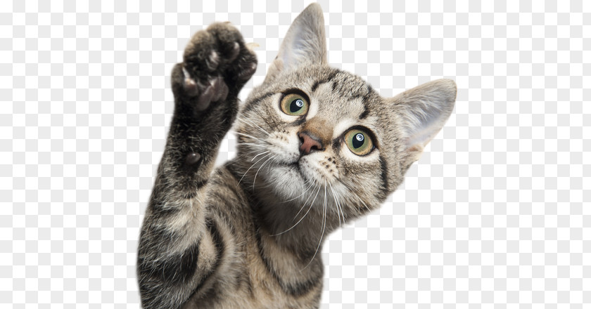 Gato Kitten Siamese Cat Tonkinese Veterinarian Animal PNG
