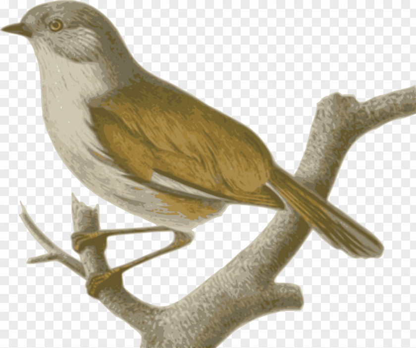 Brown Sparrow Hawk Bird Clip Art Finches Alcippe Cinereiceps PNG