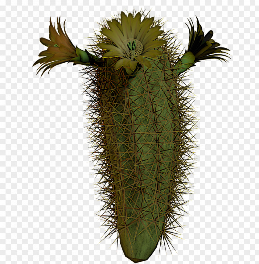 Cactus PNG