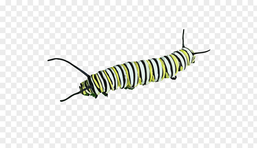 Caterpillar Butterfly Insect Clip Art PNG