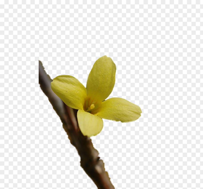 Forsycje Petal Naver Blog Bud Plant Stem PNG