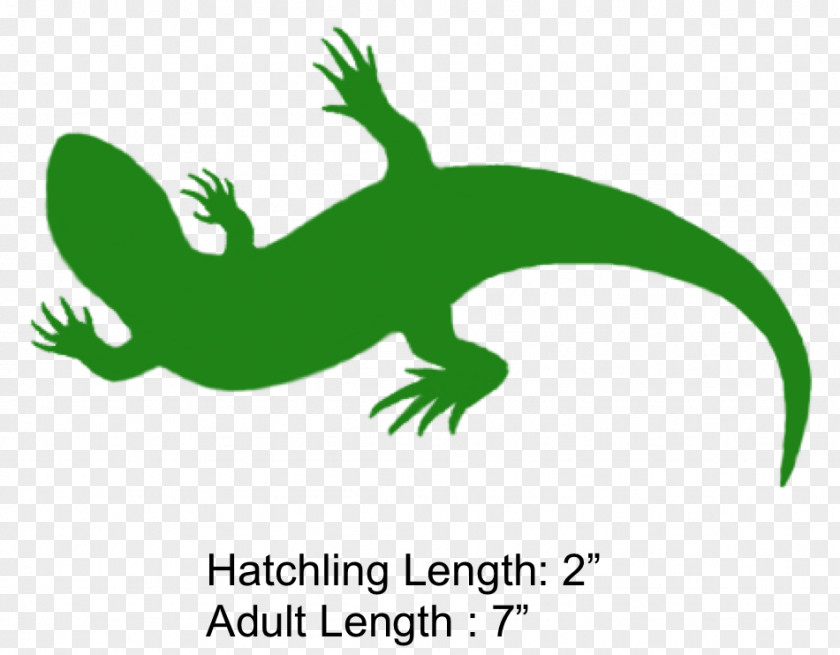 Frog Gecko Lizard Beak Clip Art PNG