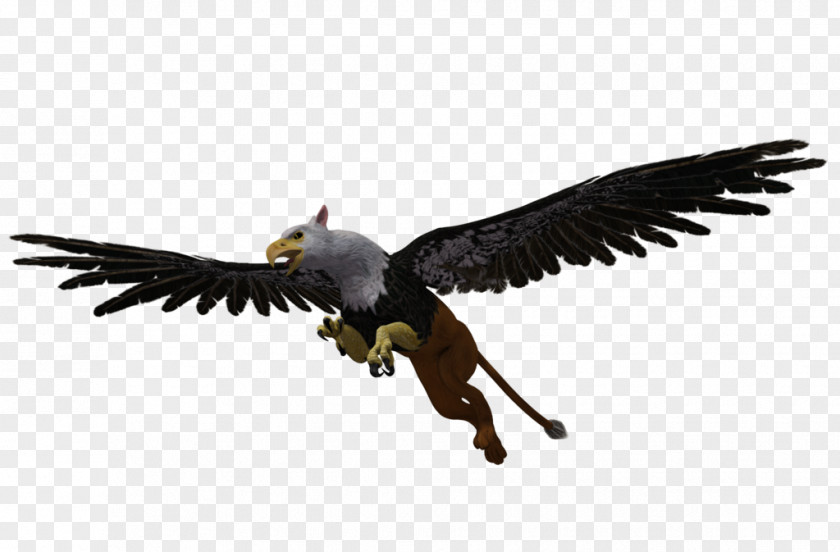 Griffin Bird Bald Eagle Vulture PNG