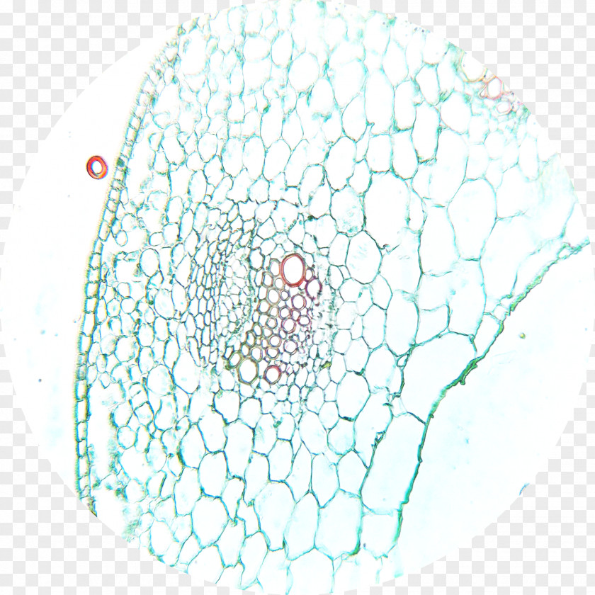 Microscope Dicotyledon Slides Plant Stem PNG