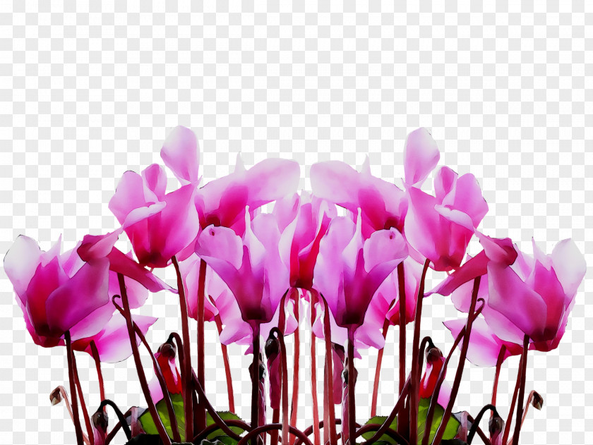 Tango West Ltd Mother's Day Image Flower Portable Network Graphics PNG