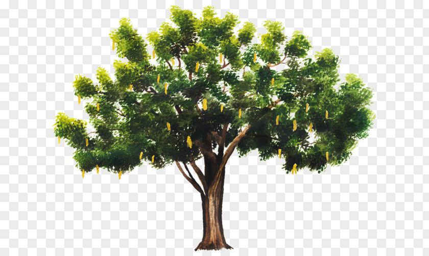 Tree Branch Celtis Australis Plant Leaf PNG