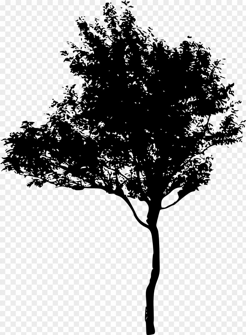 Branch Tree Silhouette Photography Image PNG