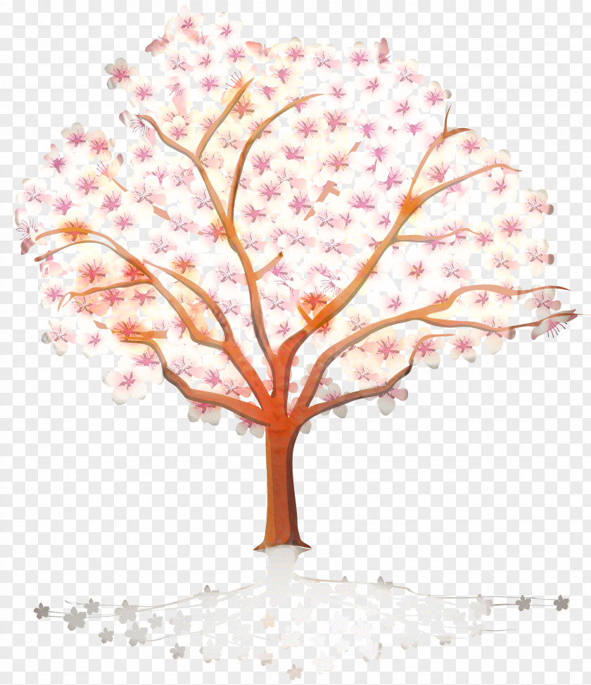Deciduous Peach Cherry Blossom Tree Drawing PNG