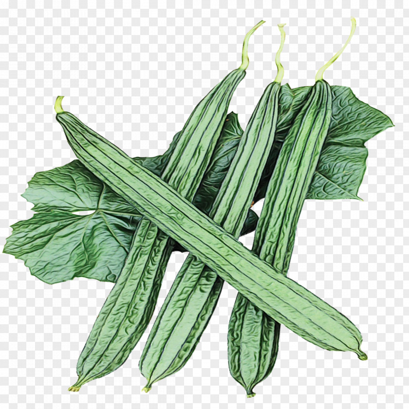 Food Mallow Family Plant Vegetable Flowering Leaf Okra PNG